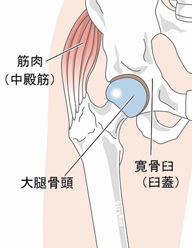 股関節のはたらき図解