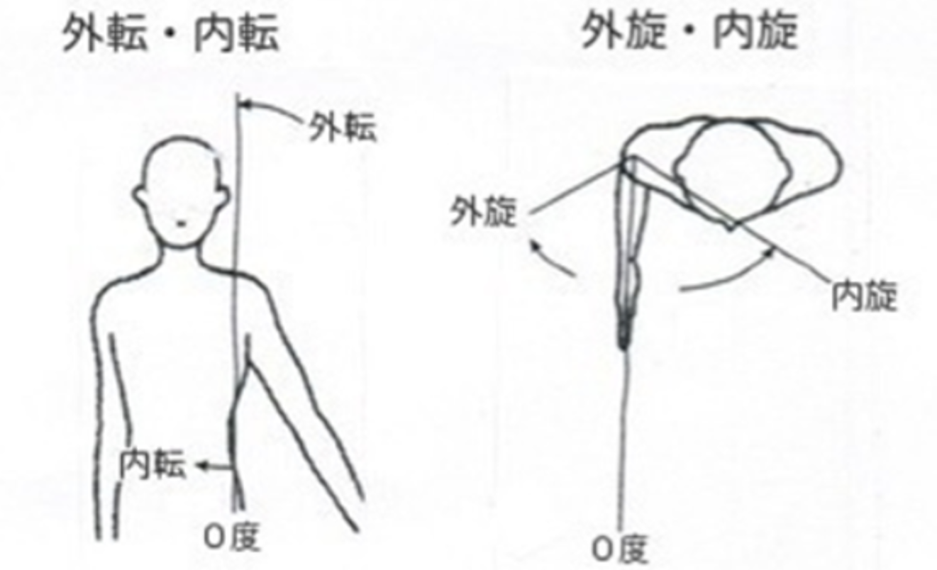 腱板