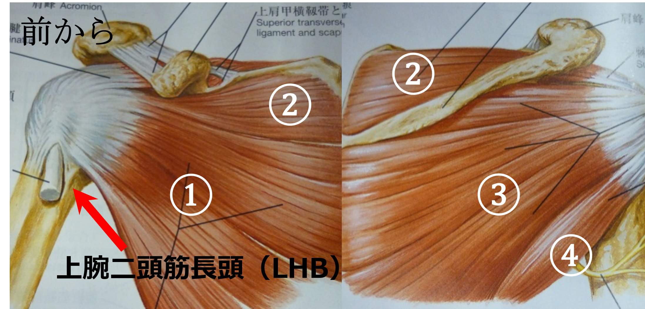腱板