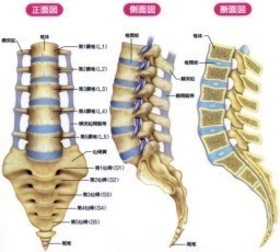 腰椎の形としくみ