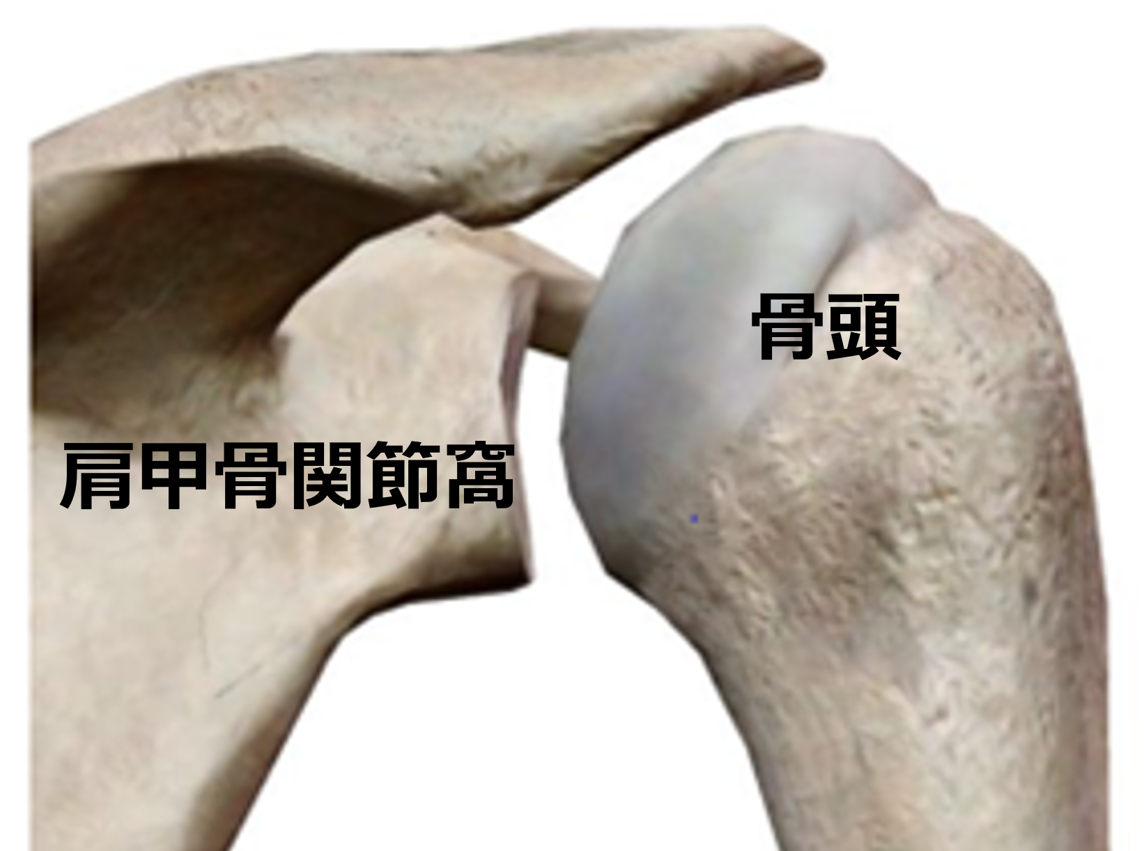 肩の求心位について